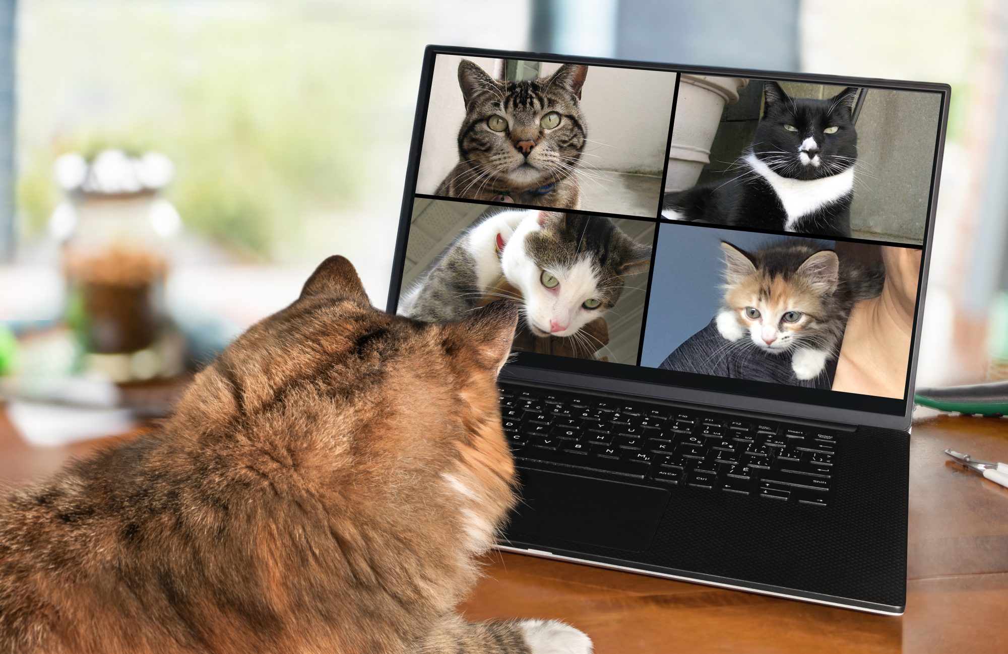 A cat watching a video of four cats on a laptop screen